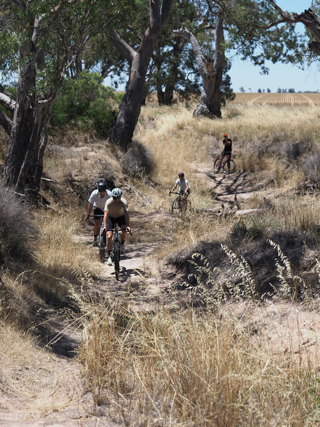 Group of riders on a gravel track through the gums